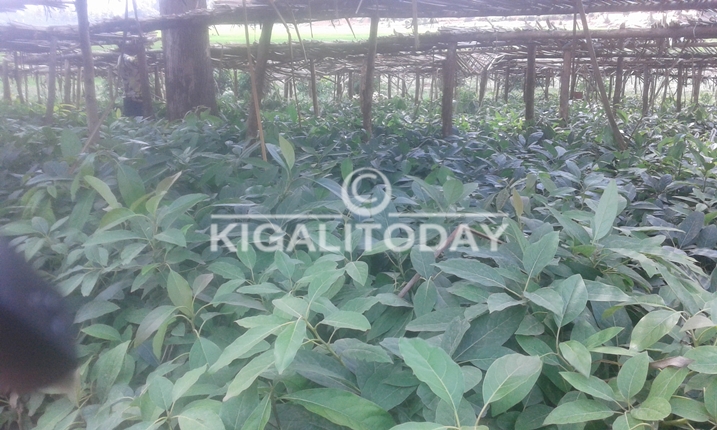 Hateguwe pepiniere igizwe n