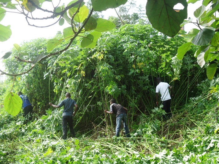 Hatemwe ibihuru bitandukanye byashoboraga kuba indiri y'ibisambo.