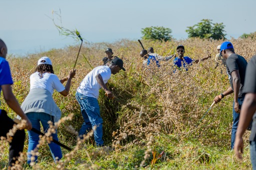 Hatemwe igihuru kuri hegitari 10