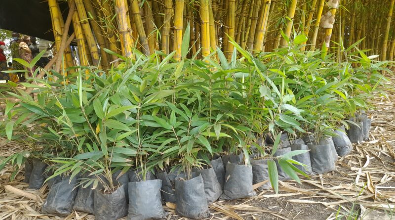 Hatewe imigano mishya ya 'Phyllostachys edulis' itanga umusaruro mwinshi