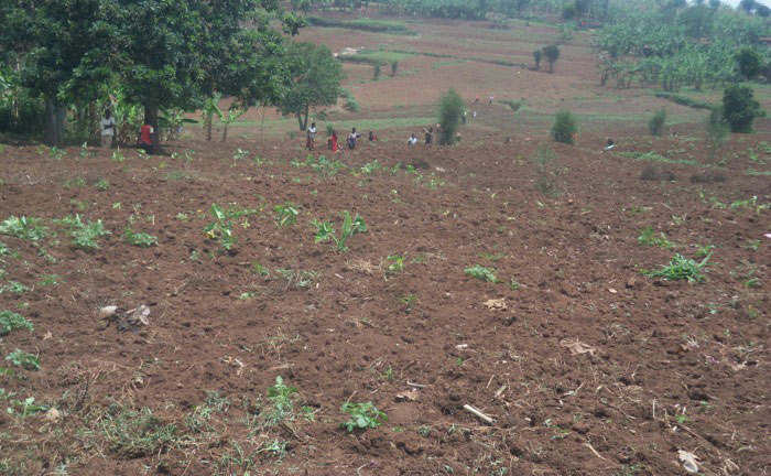 Hegitari 100 nizo zizaterwaho ibigori muri Kansi.