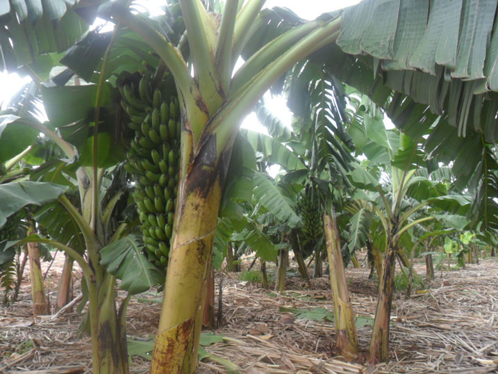 Hifashishijwe ikoranabuhanga mu kuhira imyaka, intoki zegereye ibiyaga zimeze neza.