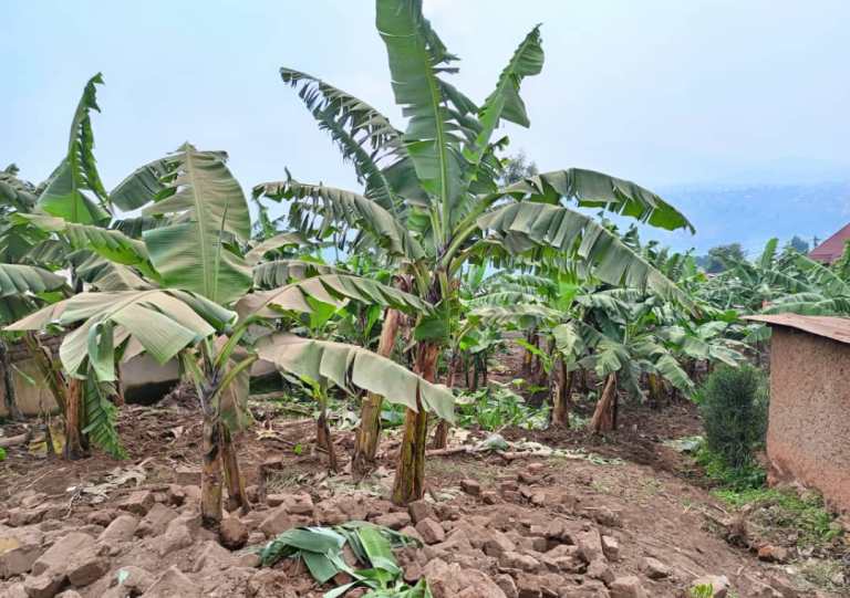 Muri uru rutoki hari havuzwe imibiri none hari kubonekamo myinshi