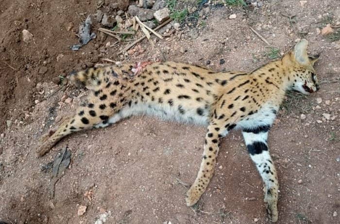 Bamwe babanje kugira ngo ni ingwe ariko nyuma byaje kumenyekana ko ari imondo