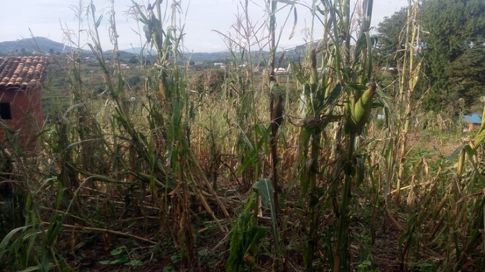 I Buhimba amahindu yangije n'ibihingwa by'imusozi