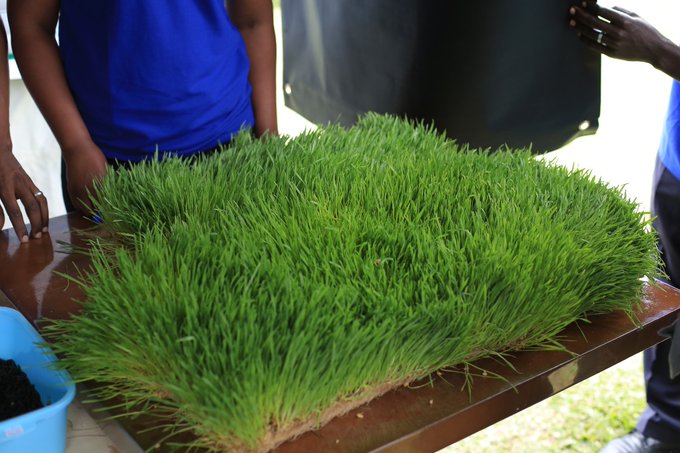 Hydroponics zikoze mu ngano ni zo Nehemiya akoresha