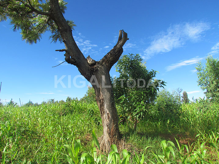 I Kabuye aho Sindikubwabo yari atuye.