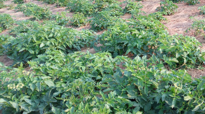 I Cyarumbo imyaka iri imusozi wagira ngo si mu mpeshyi