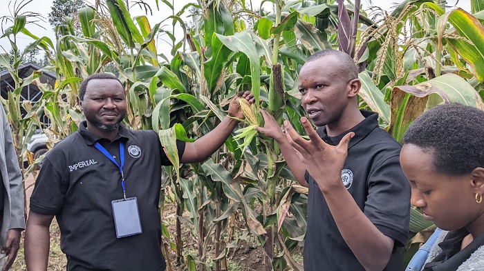 Bamwe mu bashakashatsi berekana ubwoko bw'ibigori by'umuhondo bikungahaye ku ntungamubiri zifuzwa