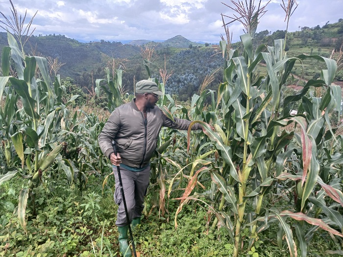 Ubutaka bwa Hegitari 10 Munderere amaze kugeraho abukoreraho ubuhinzi burimo n'ubw'ibigori