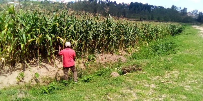 Ibigori byatangiye guhurizwa bikaba byitezweho umusaruro mwinshi