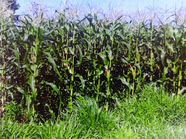 Ibigori byahinganywe n