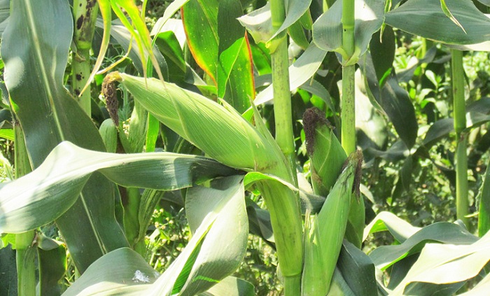 Abanyarwanda ntibakijya guhinga muri Uganda