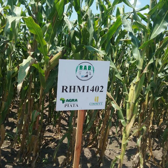 Imbuto ya RHM ituburirwa mu Rwanda ifite ubushobozi butanga umusaruro nk