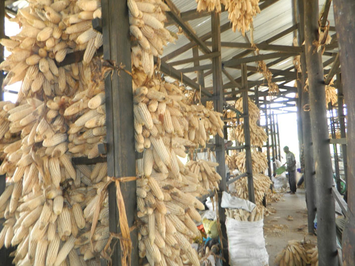 Abahingira mu gishanga cya Rwabashyashya imbuto itubuye ngo baguye mu gihombo kuko RAB yanze kubagurira umusaruro.