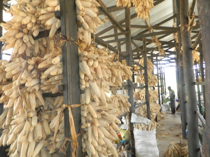 Ibigori bari batubuye byinshi bizeye ko RAB izabagurira.