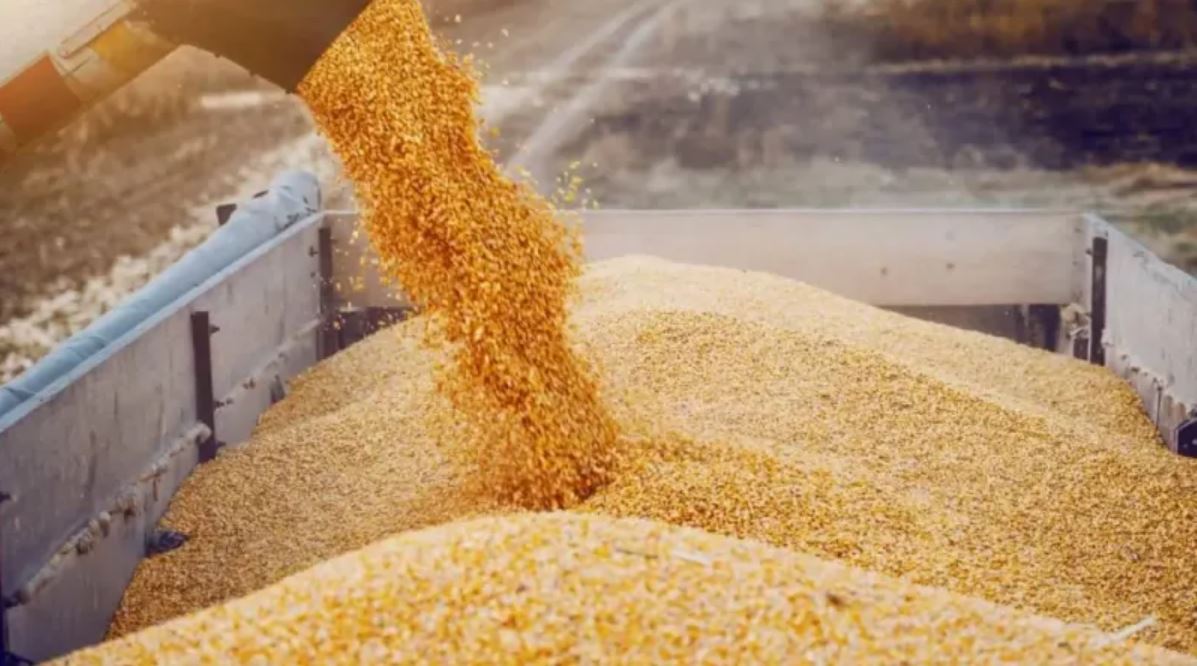 Ukraine ni kimwe mu bihugu byo ku isi bihinga cyane ibinyampeke byiganjemo ingano zikorwamo ifarini ivamo imigati n