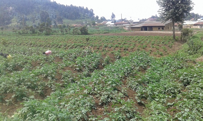 Ahahoze ikizenga cyakamye cyitiriwe Mukamira ubu harahingwa