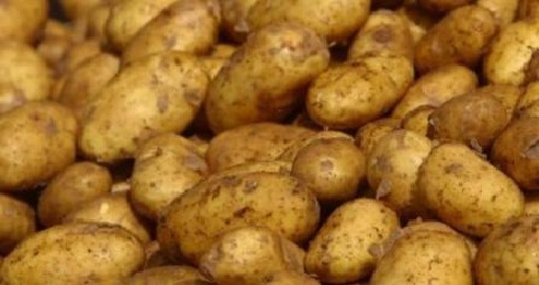 Ibirayi ni kimwe mu biribwa bihingwa mu karere ka Burera bitunze Abanyarwanda benshi.