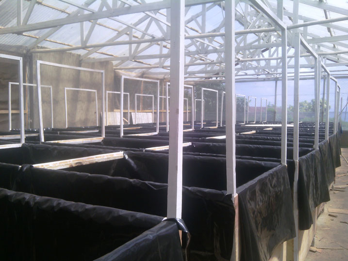 Ibirayi agiye kubihinga muri greenhouse izwi nka Aeroponic.