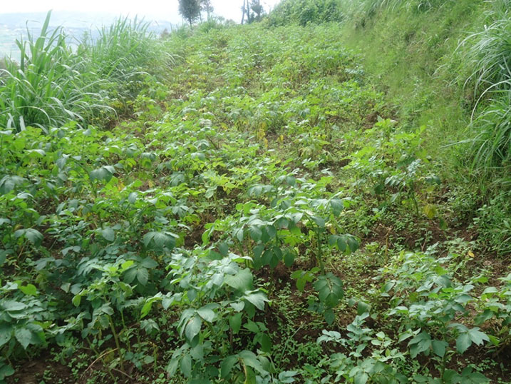 Ibirayi byabaye umuhondo bitarera.