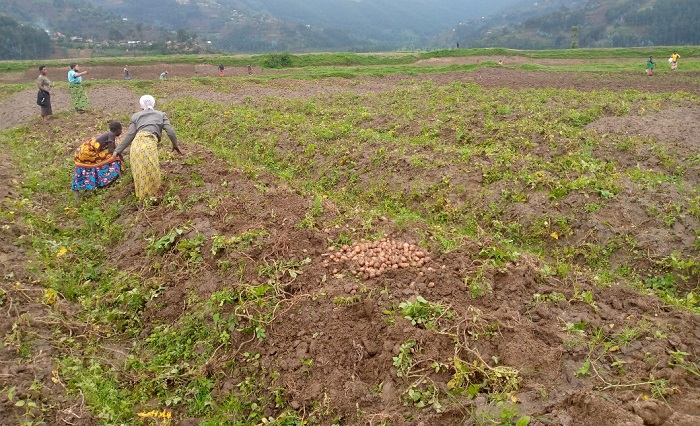 Ibirayi bari bahinze byararumbye bibateza igihombo