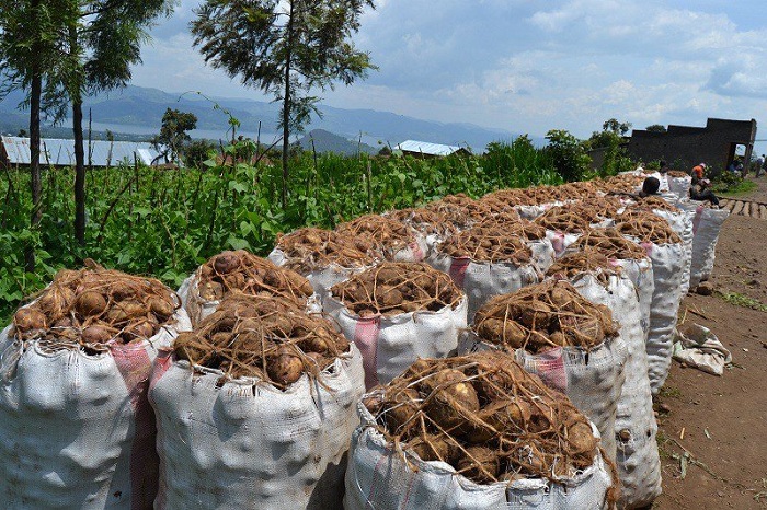 Umuhinzi w'ibirayi ntasabwa EBM