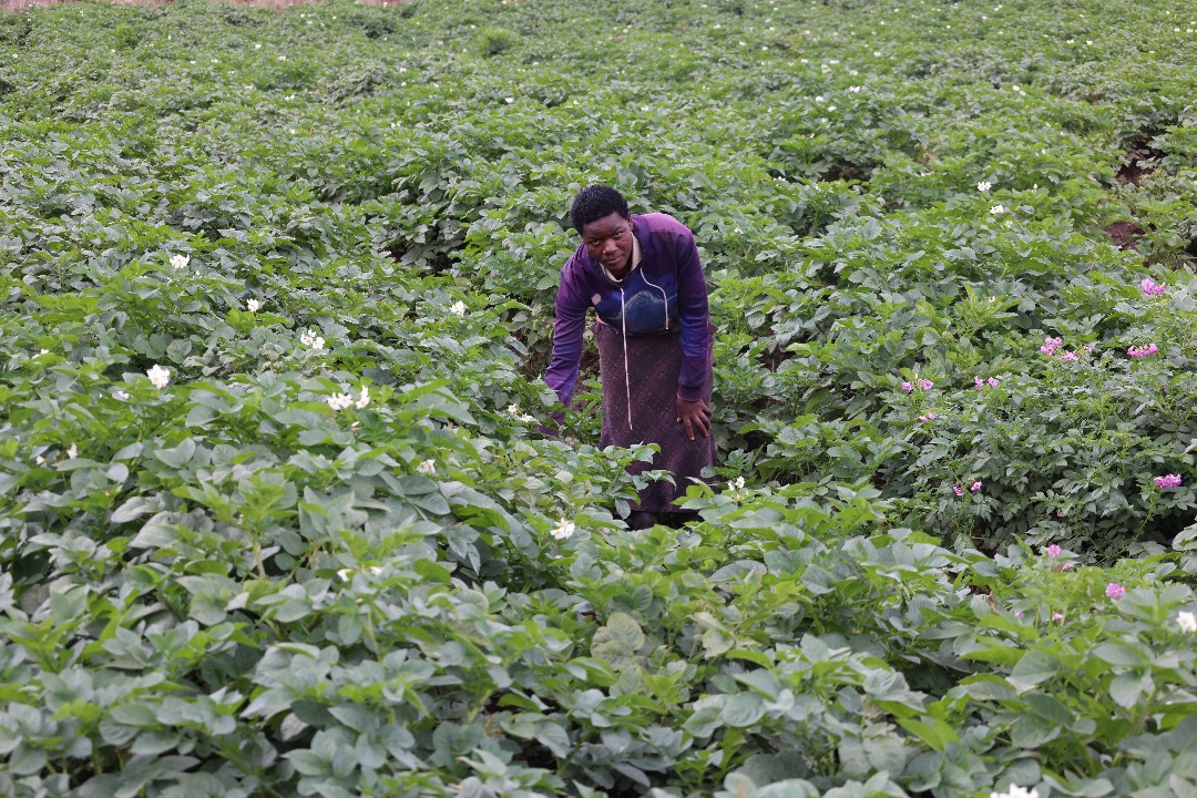 Mu Murenge wa Gataraga abahinzi bashinganishije imyaka iri kuri hegitari umunani