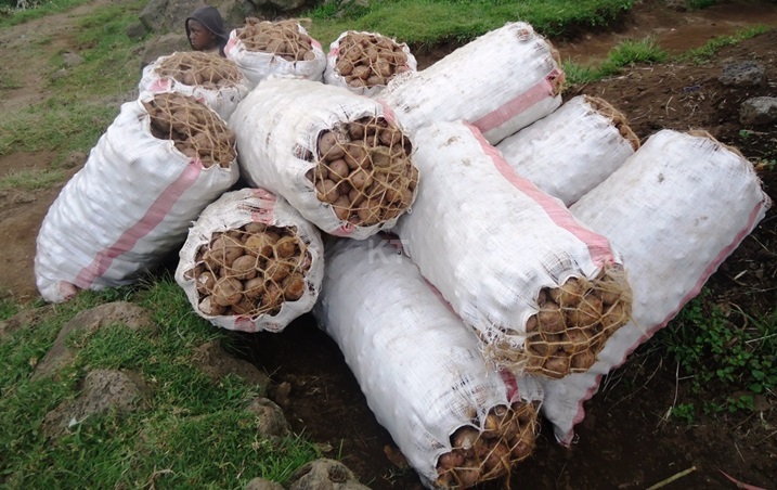 Ibirayi ntibikigurishwa mu kajagari bisigaye bipakirwa bikajyanwa ku makusanyirizo.