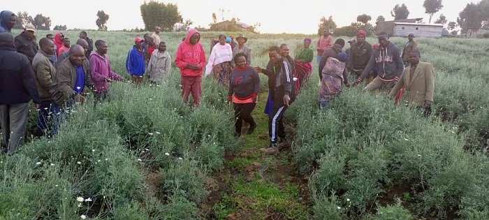 Ubutaka buhingwaho ibireti bwahujwe ku buso bwa hegitari 1,273 muri uyu mwaka