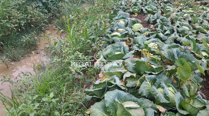 Amashu ni bimwe mu bihingwa bihumanywa no kuhizwa amazi mabi