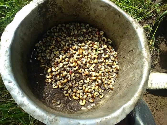 Ibishorobwa kubirwanya ni uguhinga urwuri bigatoragurwa bikicwa