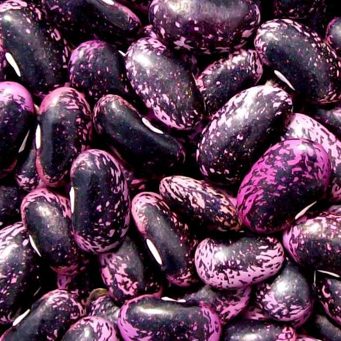 Ibi bishyimbo birangwa no kuba ari binini bibyibushye ugereranyije n