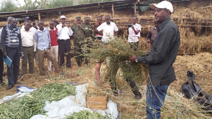 Ibisigazwa by'ibishyimbo abigaburira inka zikongera umukamo.