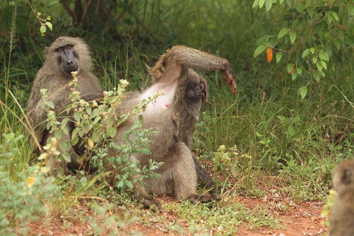 Ibitera bihangayikishije abatuye mu nkengero za parike y