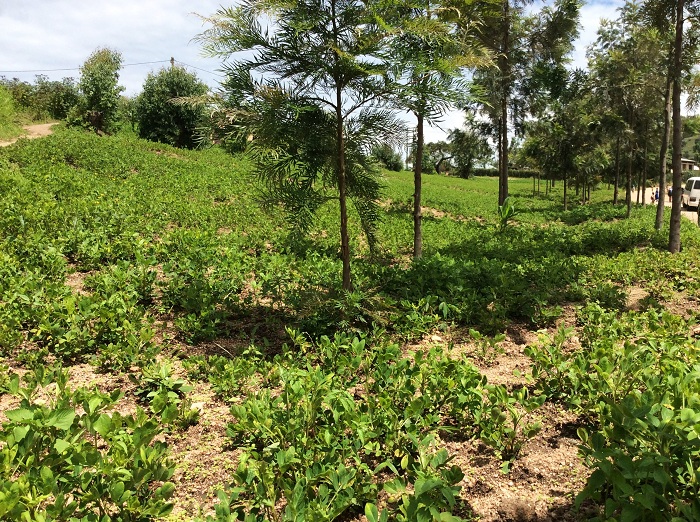 Gereveriya zitaweho ntizona ibindi bihingwa iyo zakondewe ku gihe