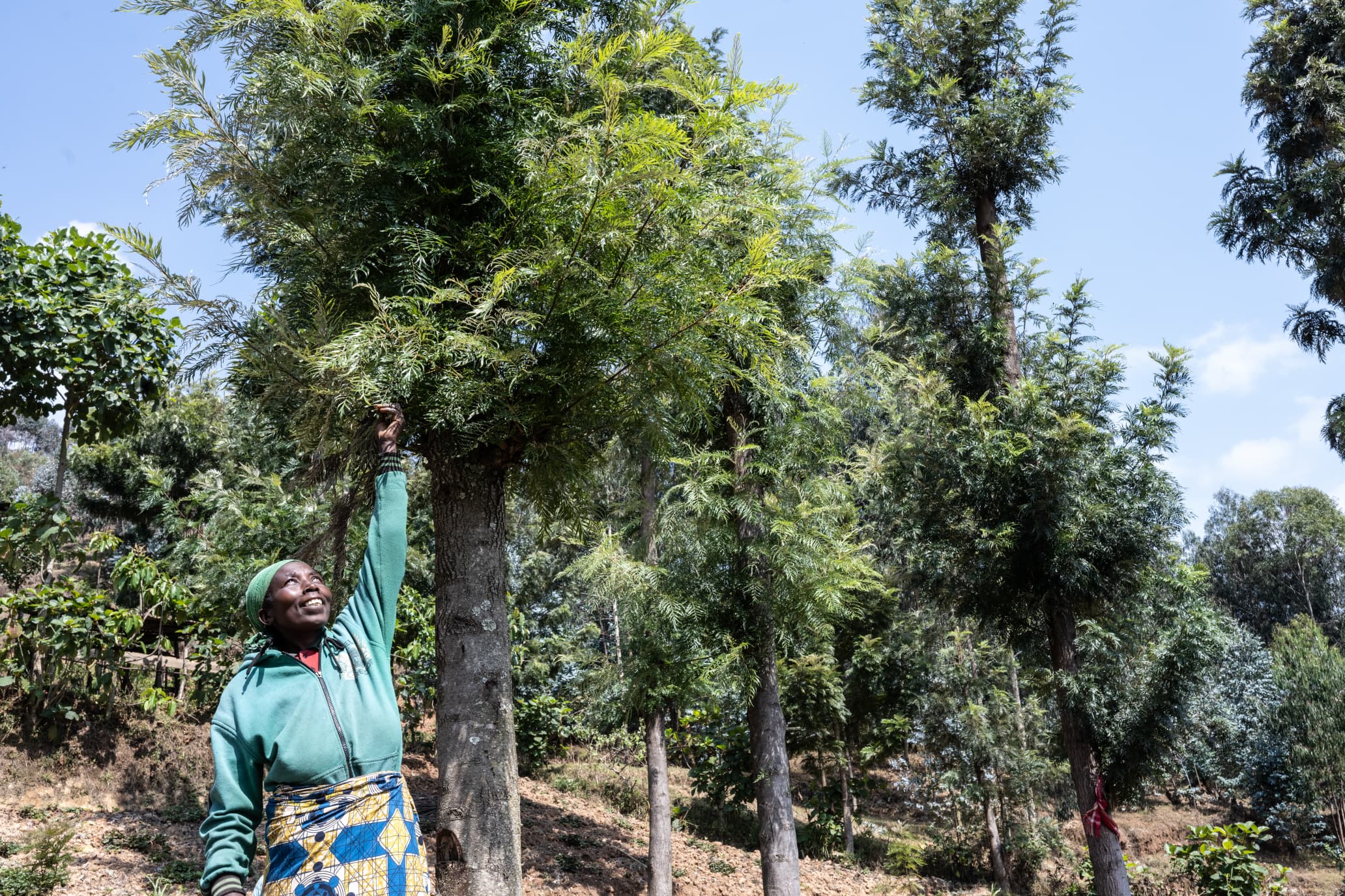 Ibiti byatewe muri Nyagatare byatumye imvura igwa muri ako gace kasaga n'akagiye kuba ubutayu