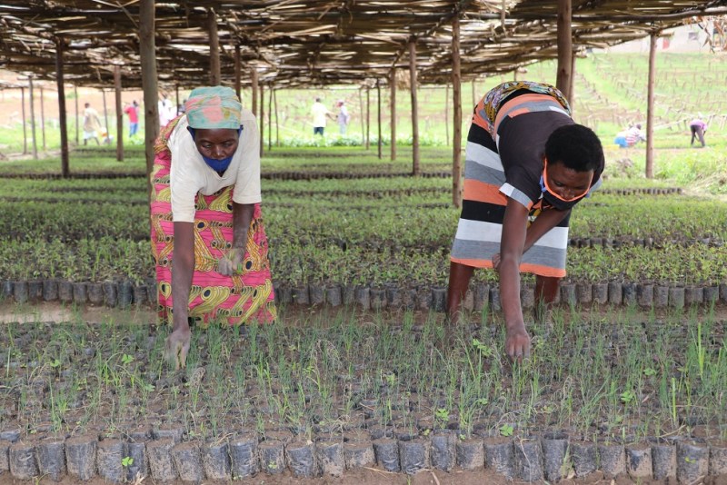 Hari gutunganywa ibiti byinshi bizaterwa ku Mayaga