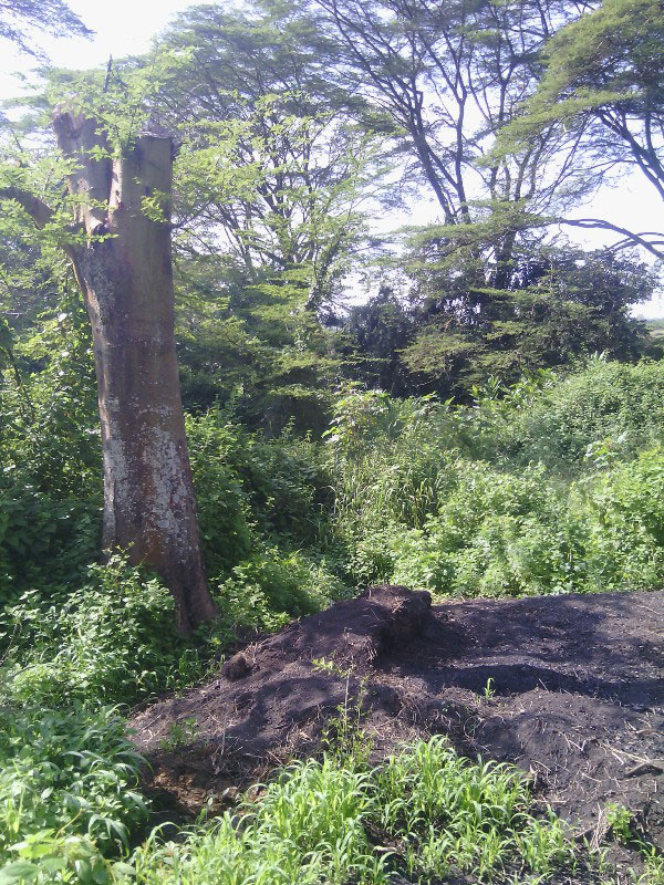 Bimwe mu biti byitwa Imikinga bigize ishyamba rikikije Umuvumba.