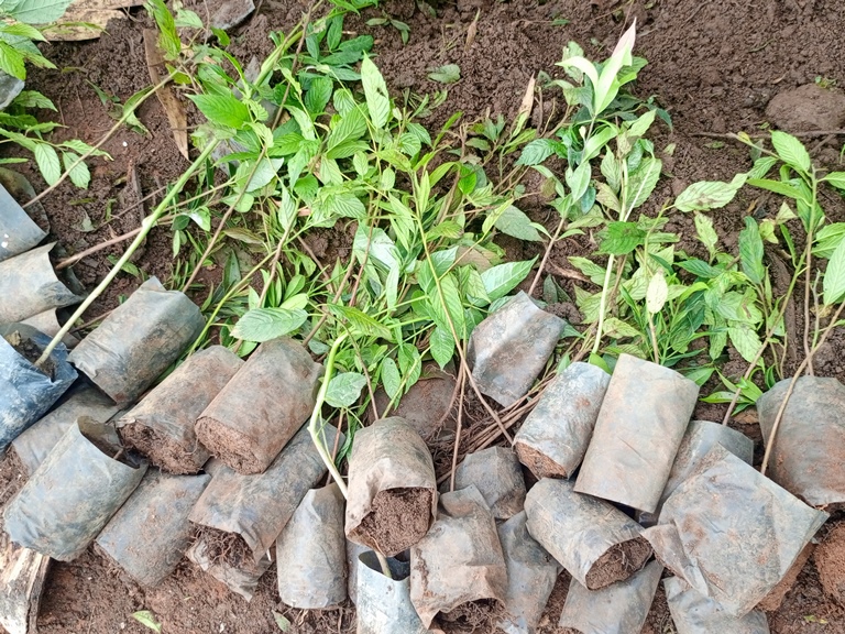 Ibiti byatewe si inturusu ahubwo ni imyungo, imigote n'imihumuro