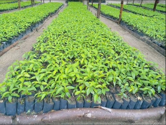 Abana bashobora gutozwa gutera ibiti ku ishuri hanyuma bakazanabigira umuco iwabo