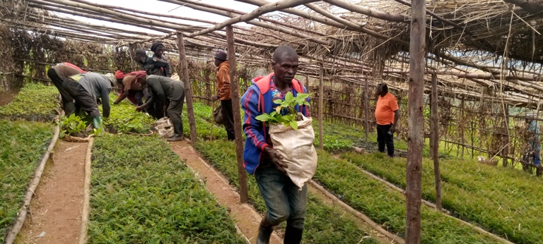 N'ubwo hari ubuhumbikiro ngo ingemwe ntizihagije