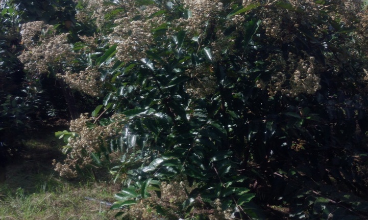 Abashakashatsi bateye ibiti by'ubwoko 20 bakuye mu mashyamba kimeza kugira ngo barebe ibizicwa n'ubushyuhe