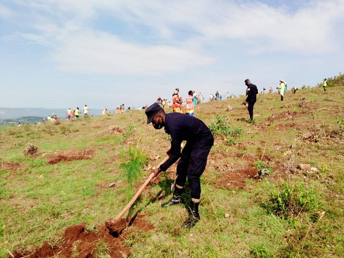 Ingemwe 5000 zongeye guterwa ku gasozi ka Kanyinya