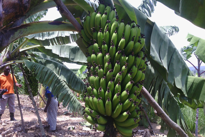 Ibitoki Nkundimana yeza biba biri hagati y