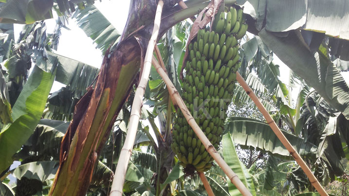 Ibitoki yeza uko bingana