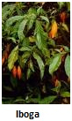 Iboga