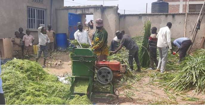 Mbere yo guhunika ubwatsi bashobora kubanza kubusya n'imashini yabugenewe