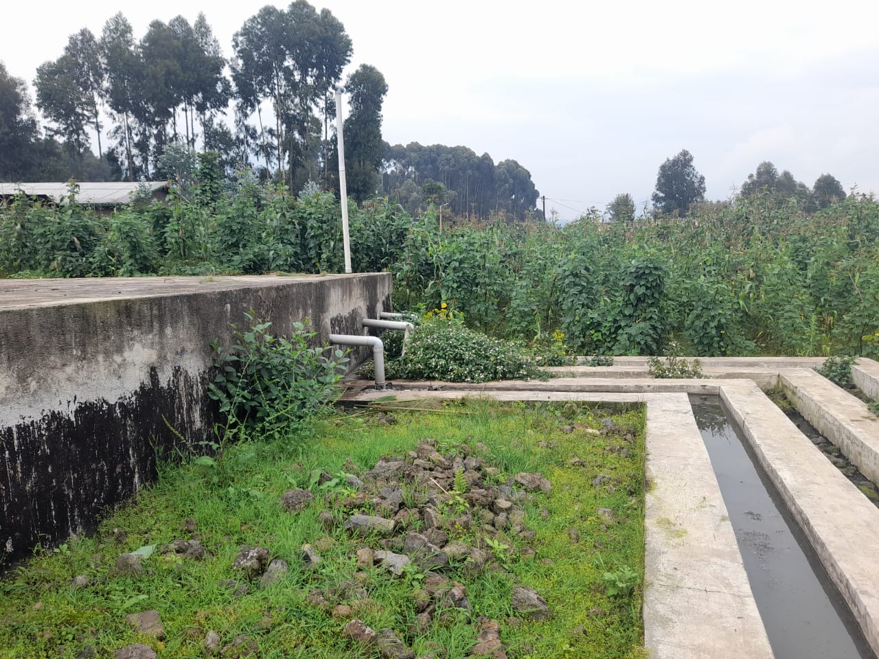 Ingo zegeranye n'ibi byobo zigaragaza ko zibangamirwa n'umunuko, amasazi n'imibu ibiturukamo