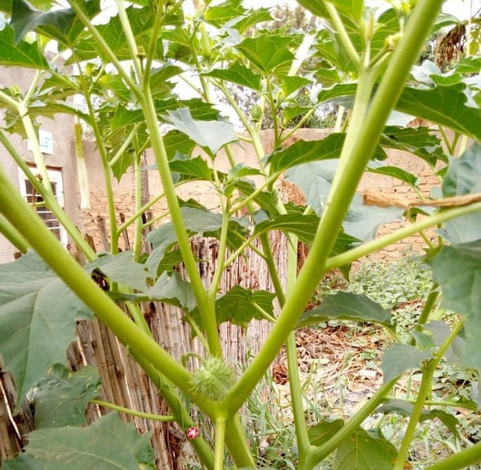 Icyatsi cya Rwiziringa kiri mu biyobyabwenge biri mu cyiciro cy